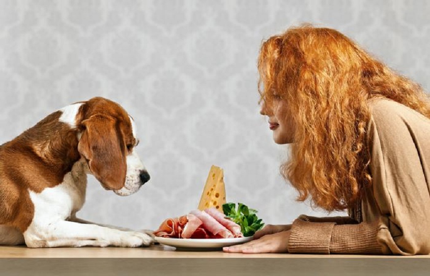 Should You Give Your Dog Turkey Based Dog Food