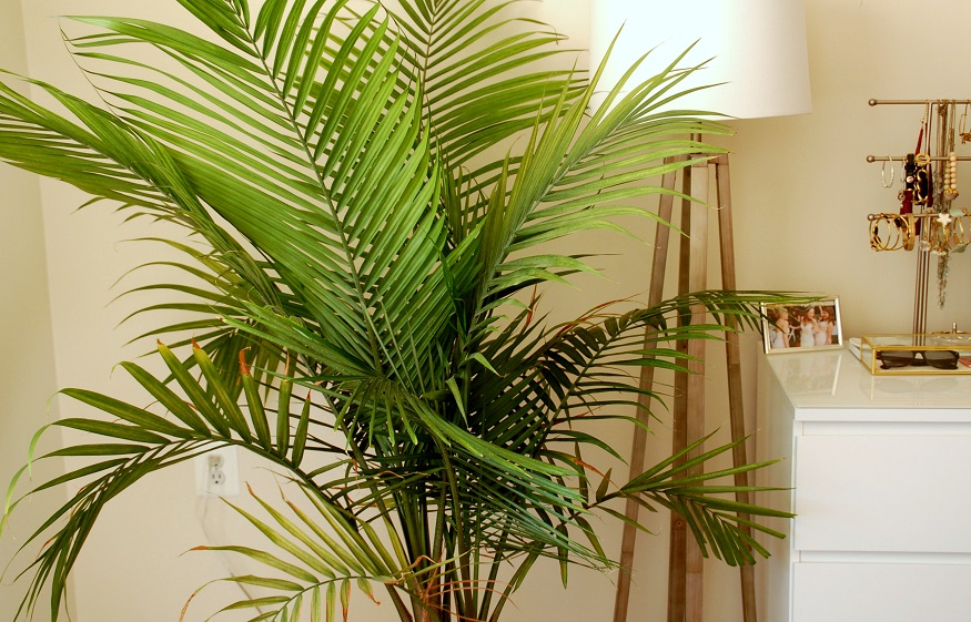 Health Benefits of Indoor Plants