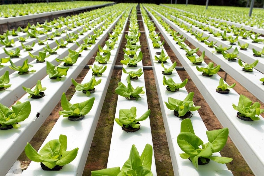 The Future of Farming- Hydroponics