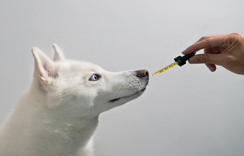 Exploring the Benefits of Cannabidiol Oil for Canine Arthritis Relief