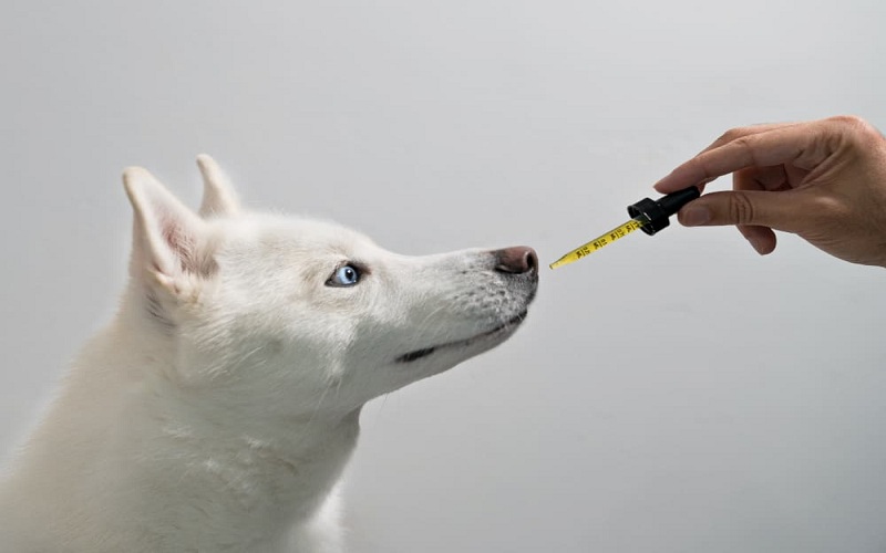 Exploring the Benefits of Cannabidiol Oil for Canine Arthritis Relief