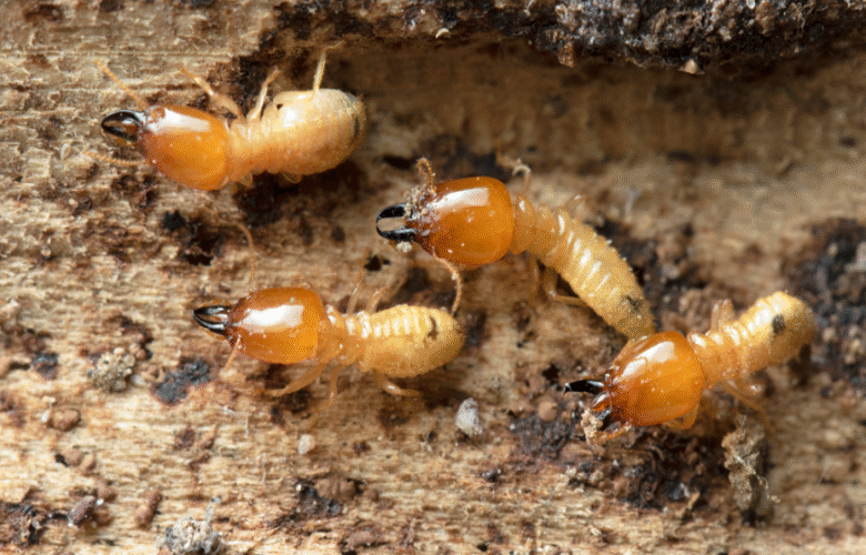When to Call a Pro —Early Termite Signs You Shouldn’t Ignore